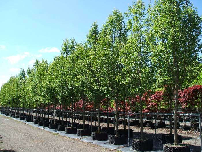 Plant tree nursery near me