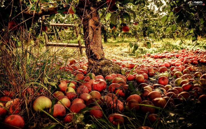 Apple autumn tree apples