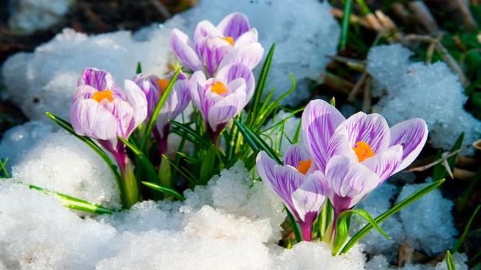 Best time to plant a peach tree