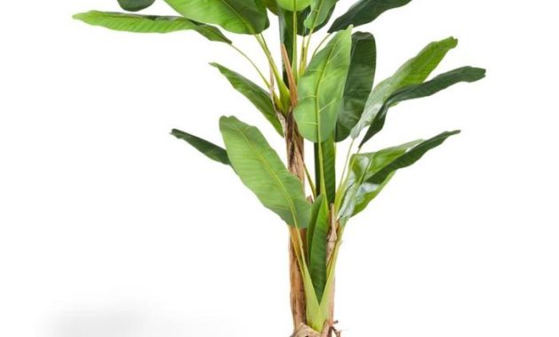 Fake Banana Tree Plant A Comprehensive Guide