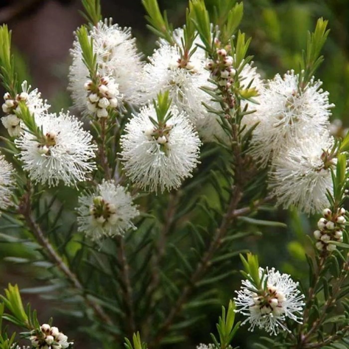 Tea tree plant picture