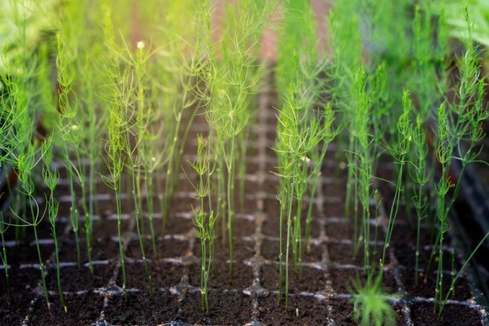 How to plant asparagus seeds