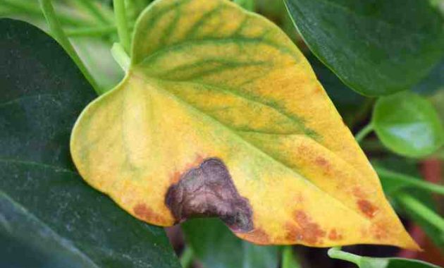 Rubber Tree Plant Yellow Leaves Causes and Solutions