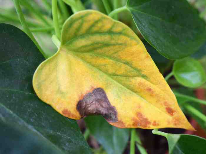 Rubber tree plant yellow leaves