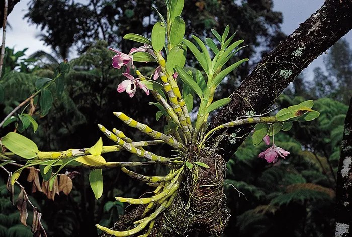 Orchid plant on tree