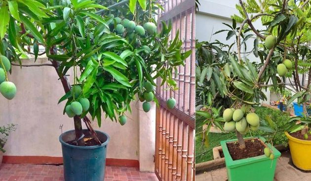 Where to Plant Mango Trees A Guide to Success