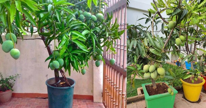 Where to plant mango tree