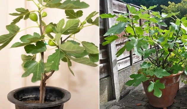 Can You Plant Fig Trees in Pots?