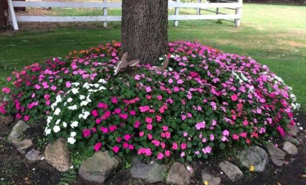 Best Flowers to Plant Under a Tree