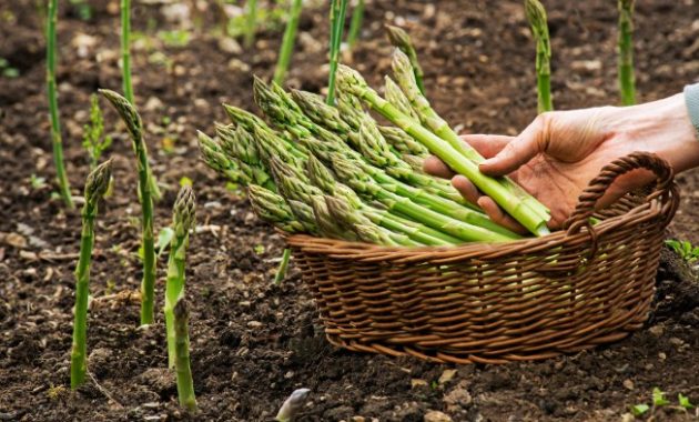 How to Plant Asparagus Seeds A Gardeners Guide