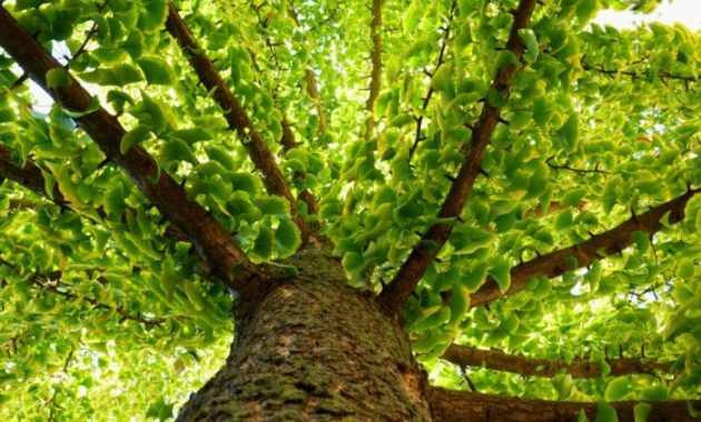 When to Plant Ginkgo Trees