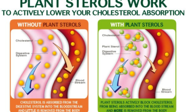 Are There Plant Sterols in Seed Oil?