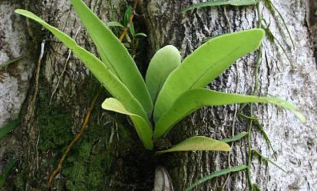 Orchid Plant on Tree A Comprehensive Guide