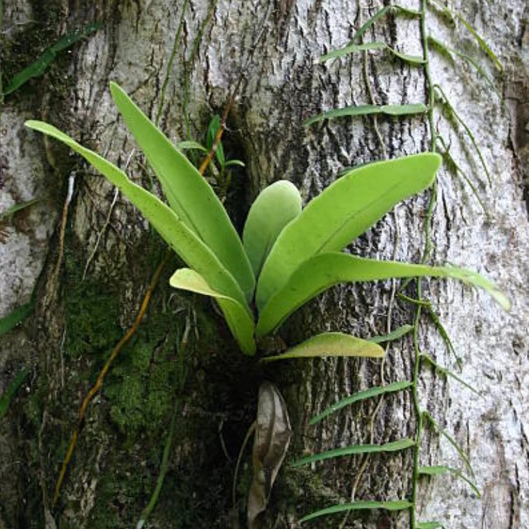 Orchid plant on tree