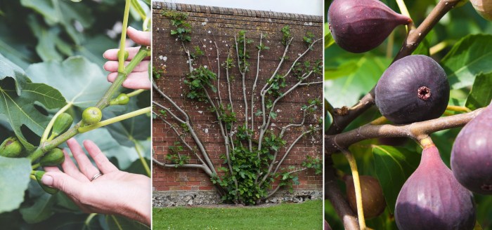 Can you plant fig trees in pots