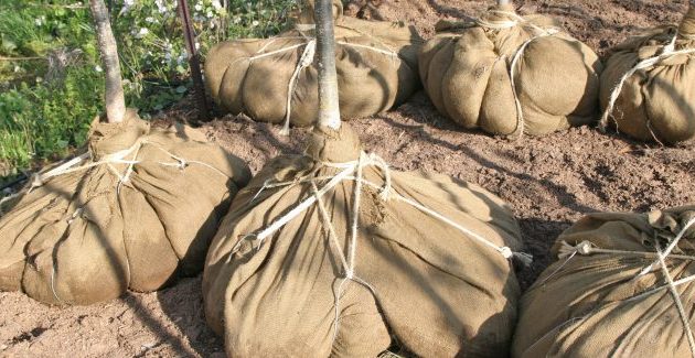 How to Plant Ball and Burlap Trees