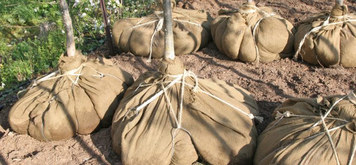 How to plant ball and burlap tree