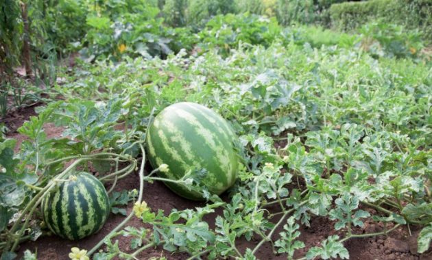 How to Plant Watermelon Seeds A Comprehensive Guide