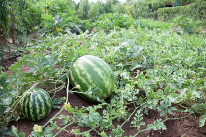 How to plant watermelon seed