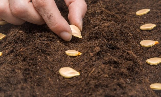 How to Plant Pumpkin Seeds A Gardeners Guide