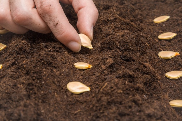 How to plant pumpkin seeds