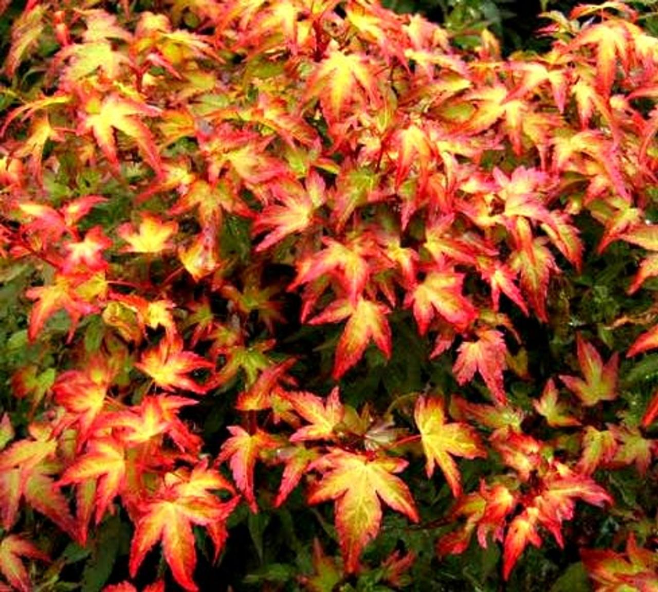 Where to plant a japanese maple tree