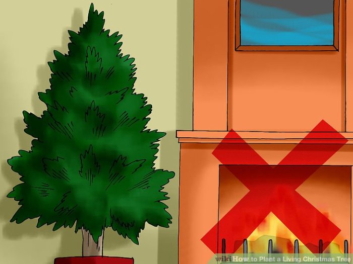 How to plant a xmas tree