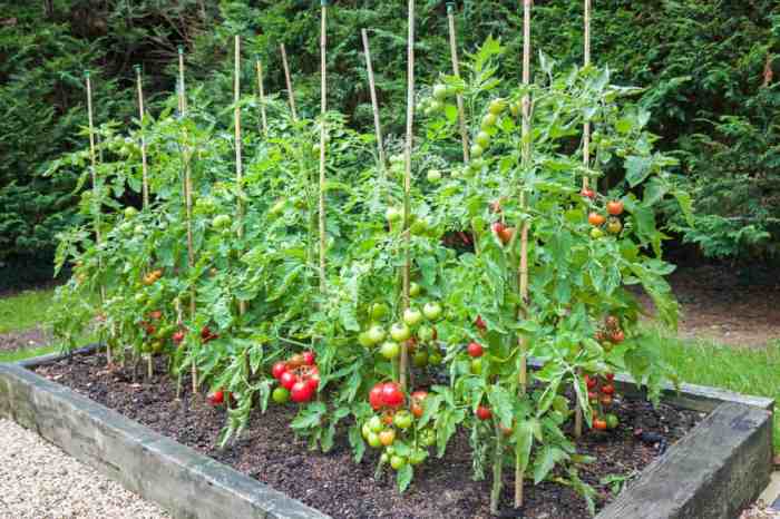 Can you plant tomatoes near apple trees