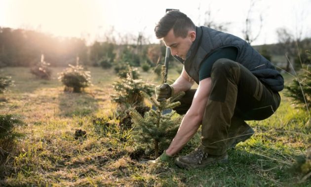 How to Plant a Xmas Tree A Gardeners Guide