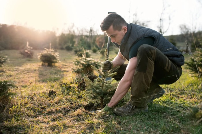 How to plant a xmas tree