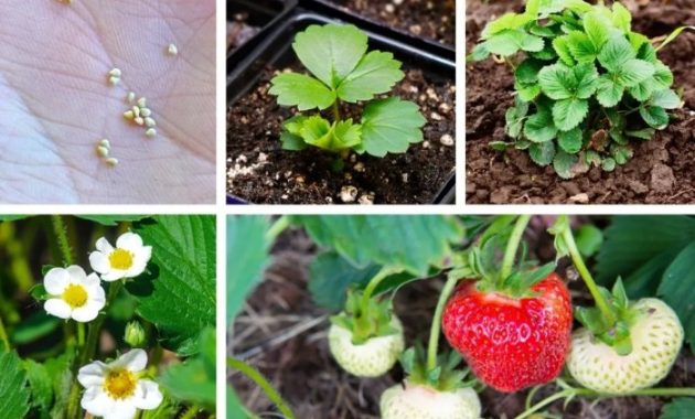 How to Plant Strawberry Seeds Your Guide to Sweet Success