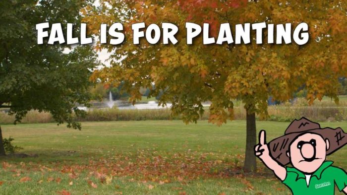 When should you plant a tree