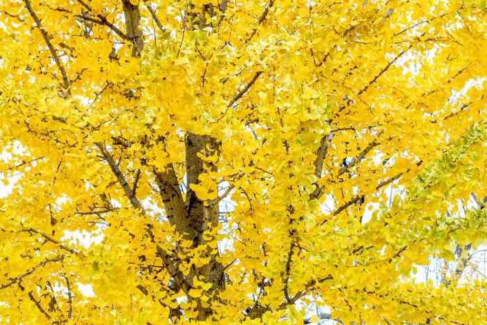 When to plant ginkgo tree