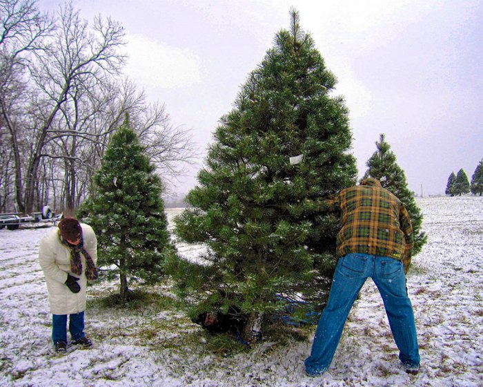 Trees plant brent flanders harvest hobbyfarms farms