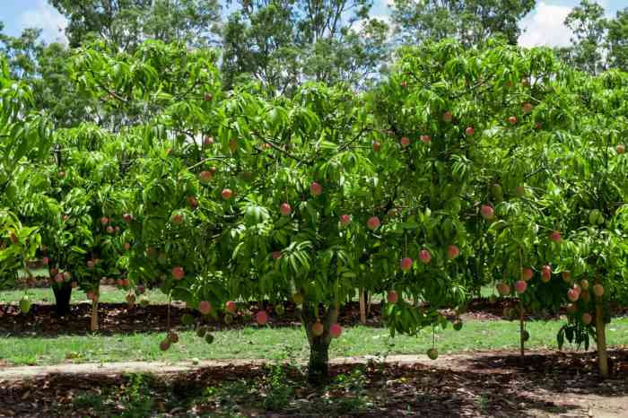 Where to plant mango tree