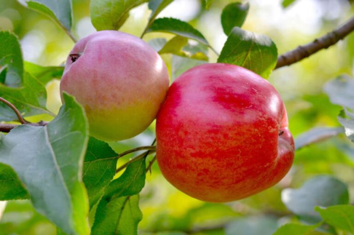 Plant apple trees in fall