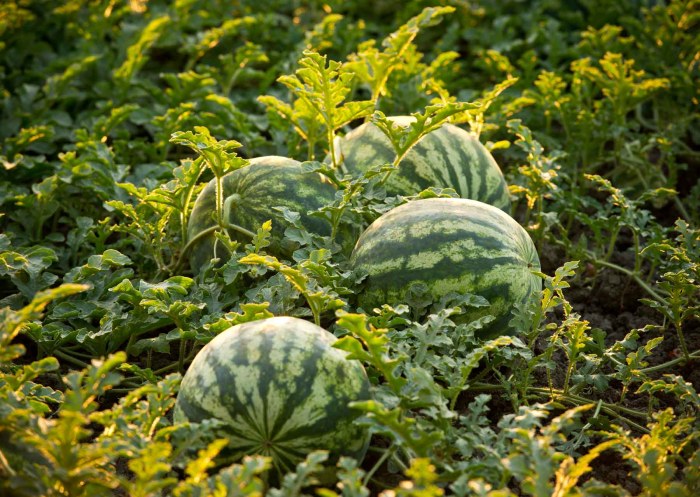 How to plant watermelon seed