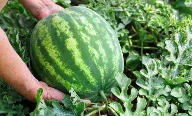 How to Plant Watermelon Seeds from Watermelon