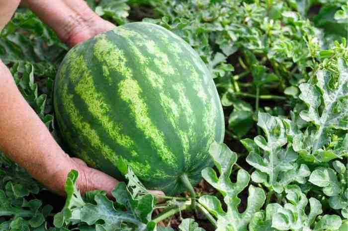 How to plant watermelon seeds from watermelon