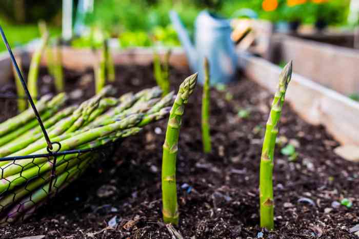 How to plant asparagus seeds