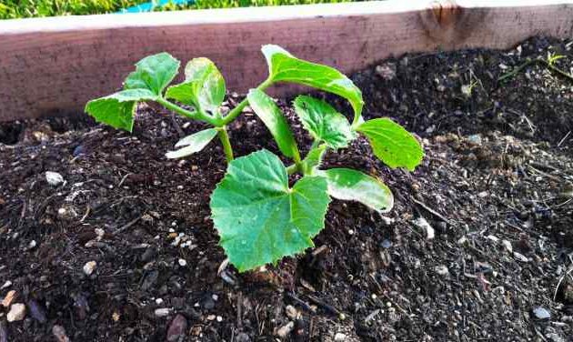 How to Plant Cantaloupe Seeds A Gardeners Guide