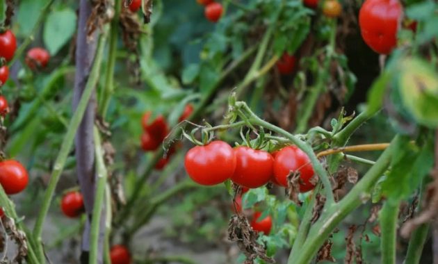 Can You Plant Tomatoes Near Apple Trees?