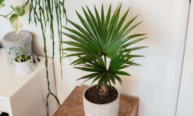 Indoor Plant Looks Like Palm Tree A Guide