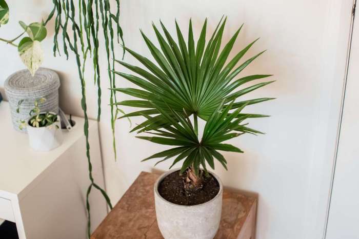 Indoor plant looks like palm tree