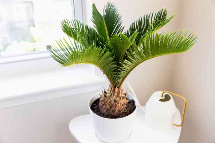 Indoor plant looks like palm tree