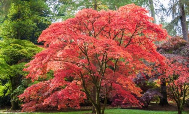 Where to Plant a Japanese Maple Tree