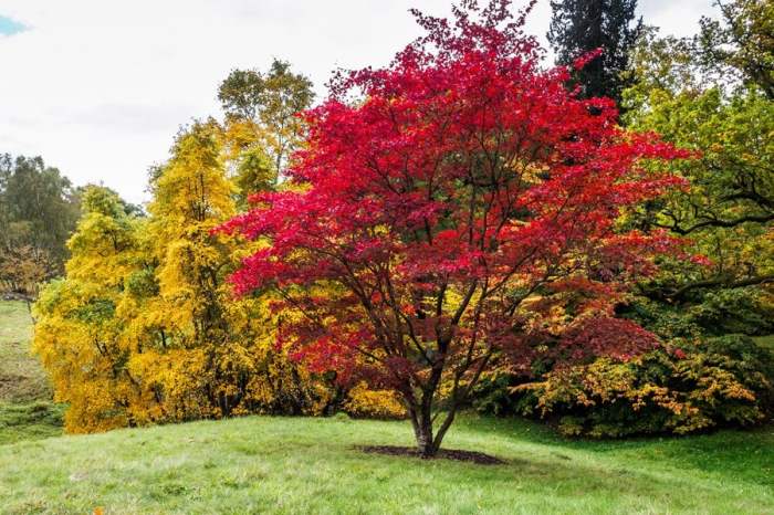 Maple japanese plant trees grafted