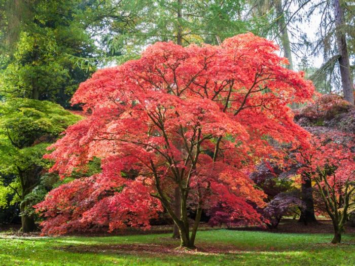 Where to plant a japanese maple tree