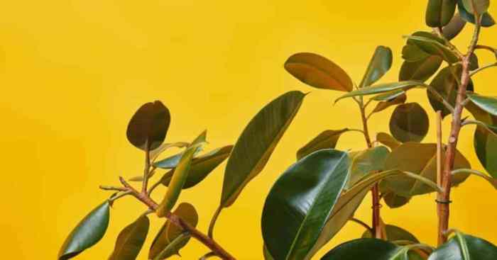 Rubber tree plant yellow leaves