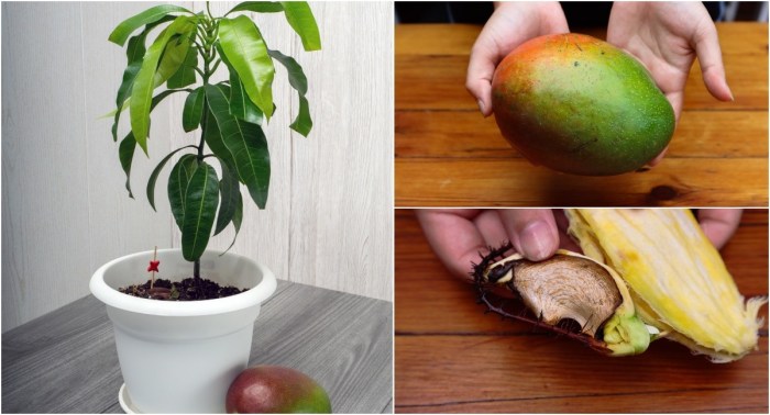 Mango tree plant growing grow care pots plants trees naturebring garden pot mangoes potted article terrace gardening